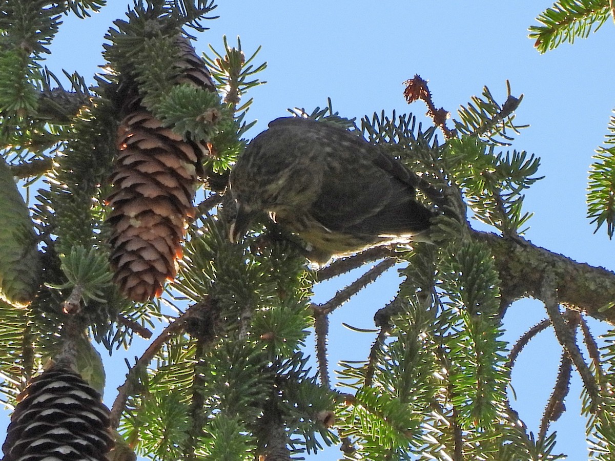 Red Crossbill - ML604446351