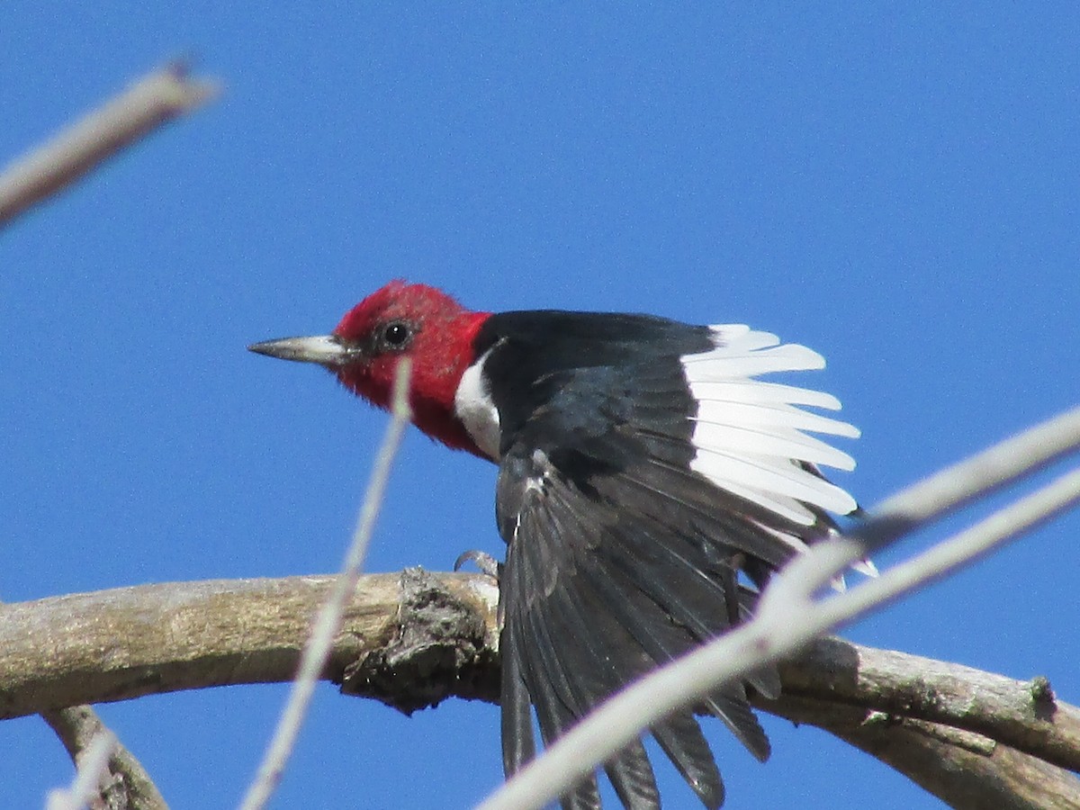 Pic à tête rouge - ML604446691