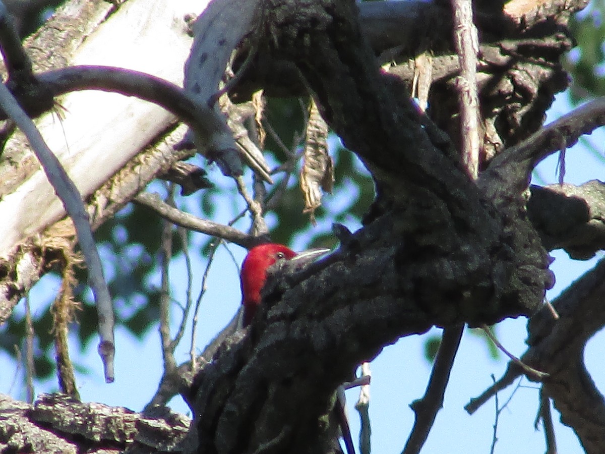 Red-headed Woodpecker - Felice  Lyons