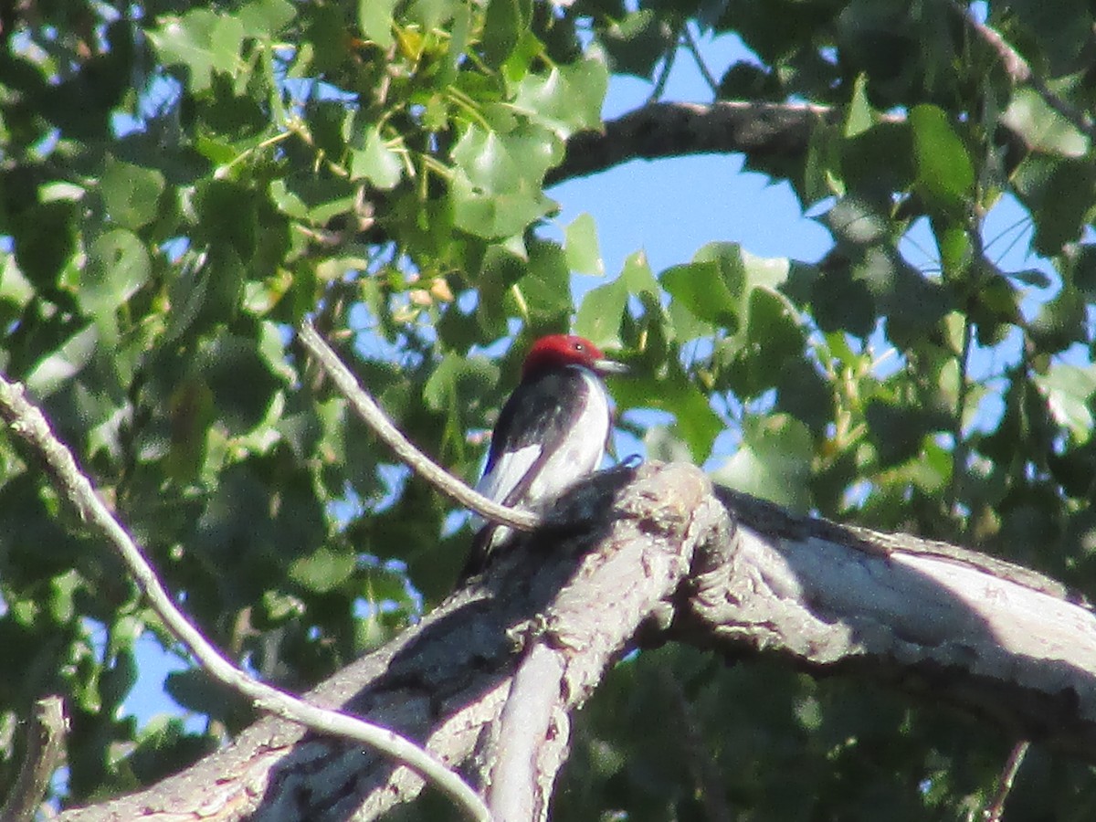 Red-headed Woodpecker - Felice  Lyons