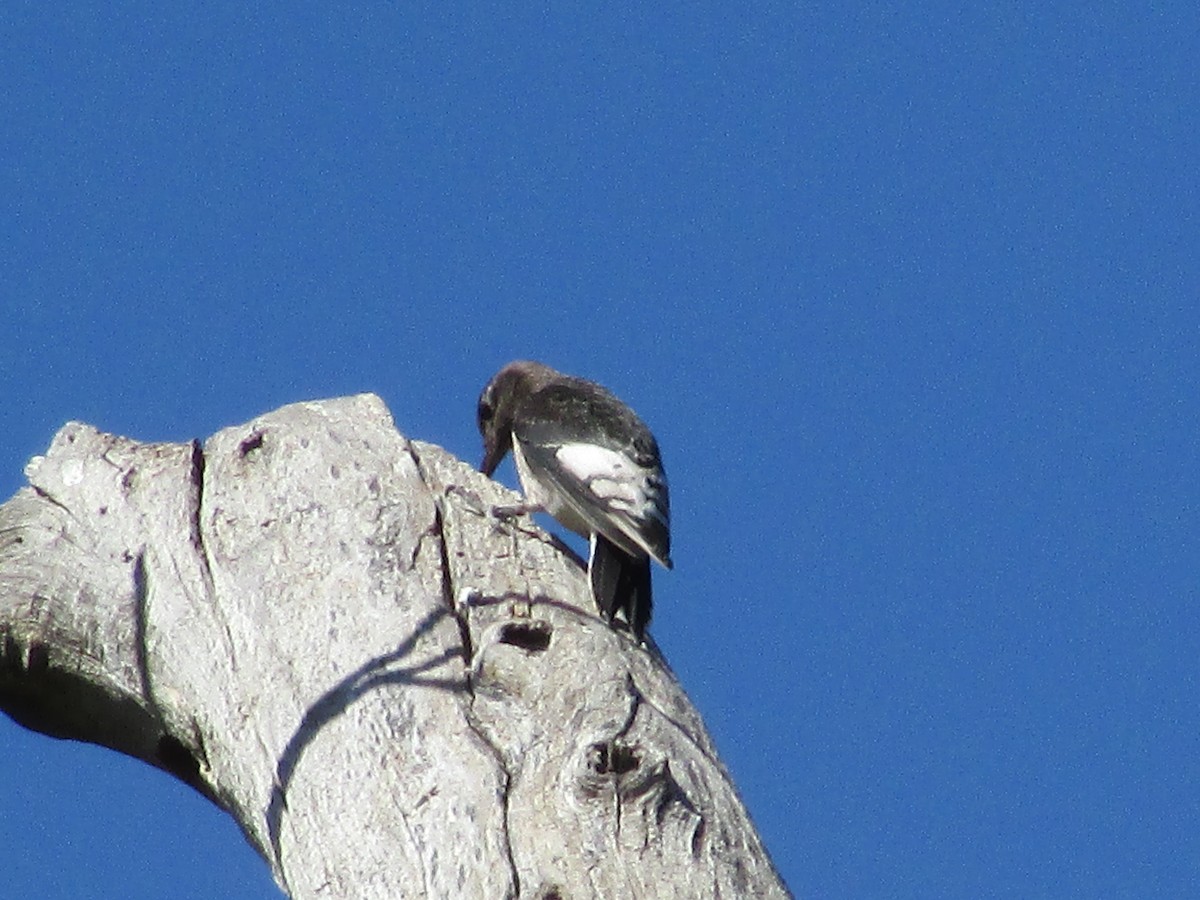 Red-headed Woodpecker - Felice  Lyons