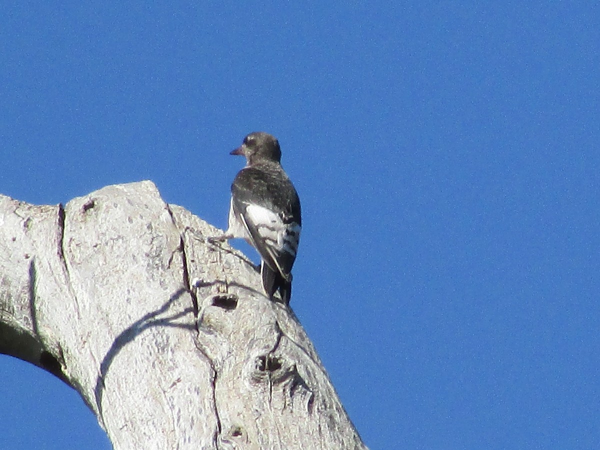 Red-headed Woodpecker - ML604446791