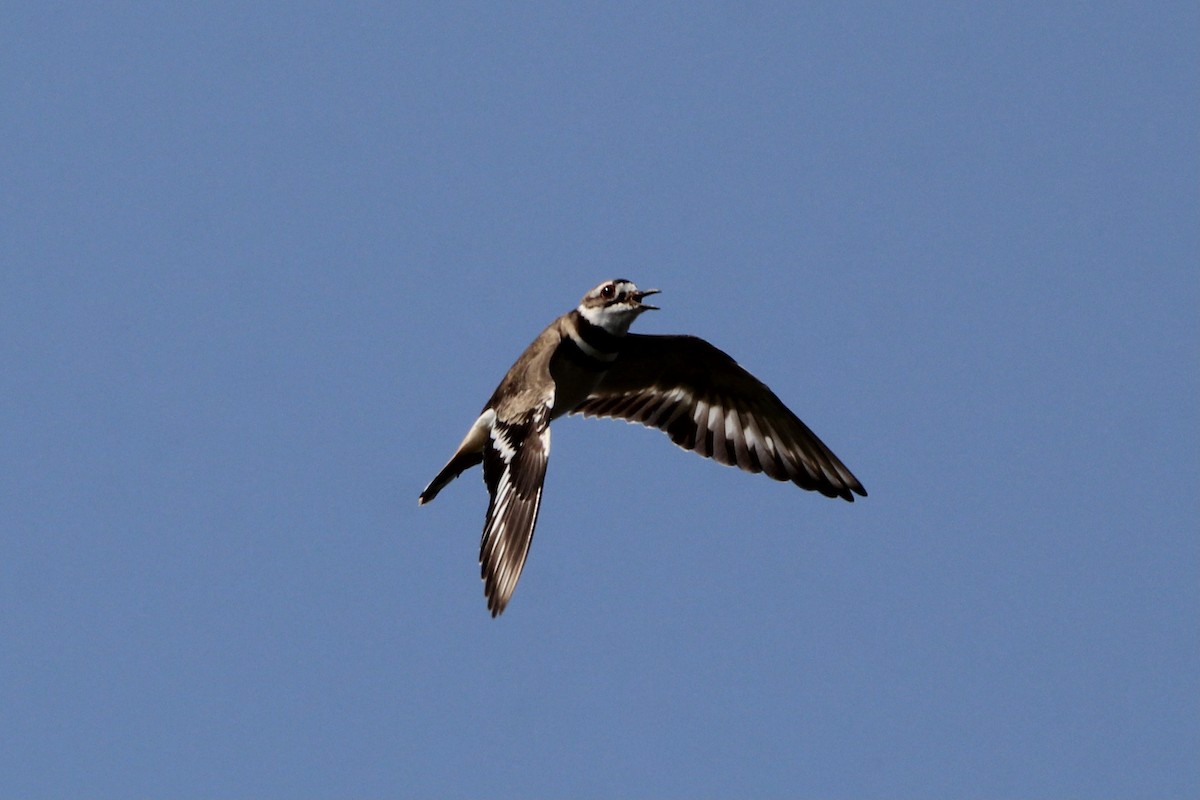 Killdeer - Quinn Desilets