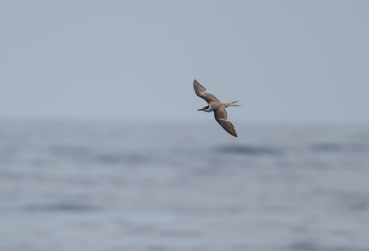 Bridled Tern - ML604448101