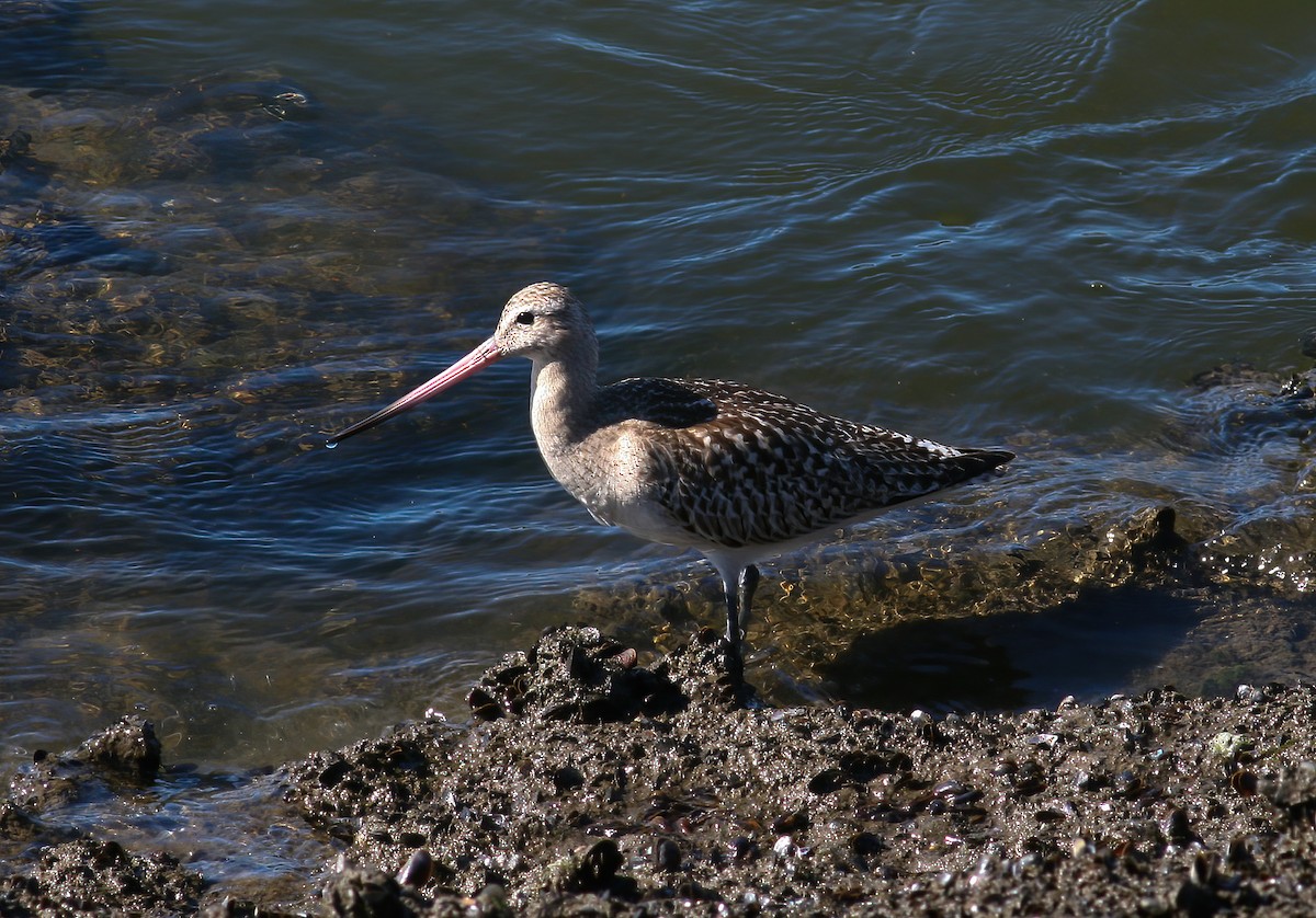 Bar-tailed Godwit (Siberian) - ML604448521