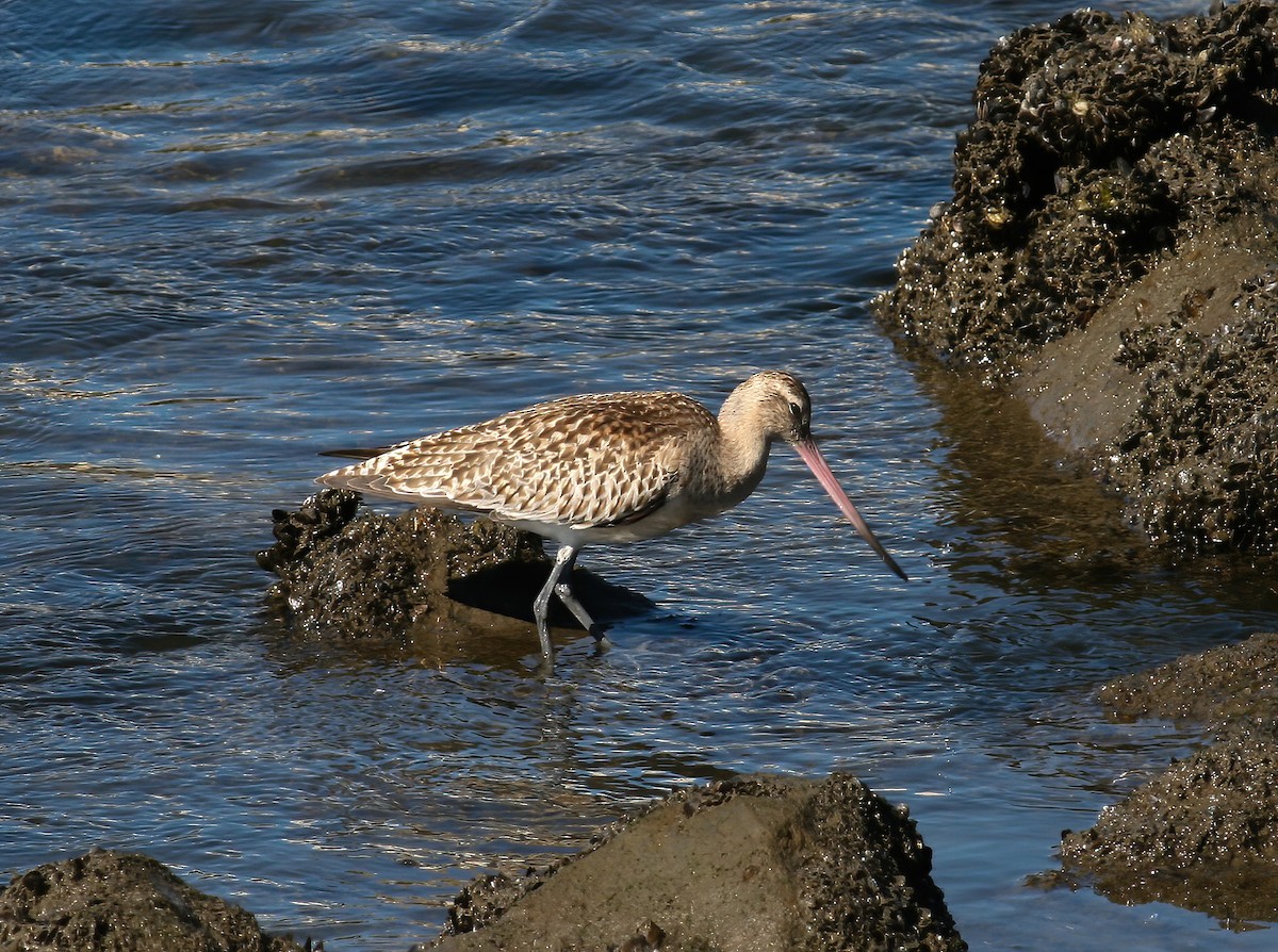 Bar-tailed Godwit (Siberian) - ML604448531