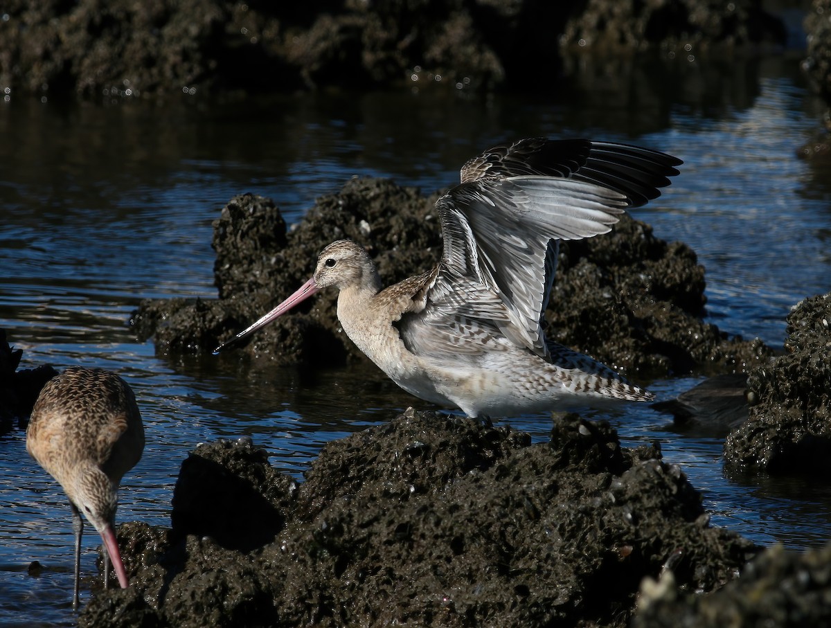 Bar-tailed Godwit (Siberian) - ML604448541
