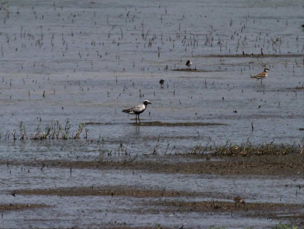 Black-bellied Plover - ML604448761