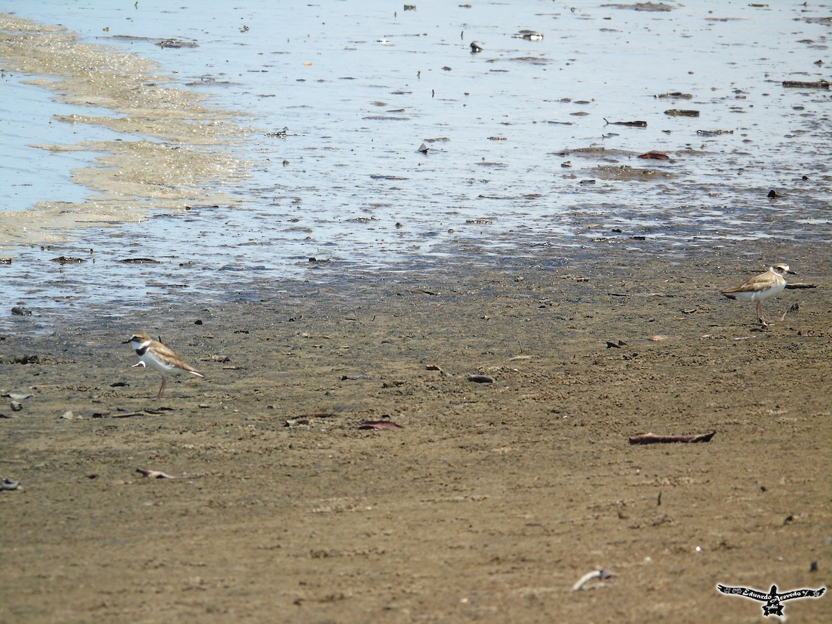 Wilson's Plover - ML60444891