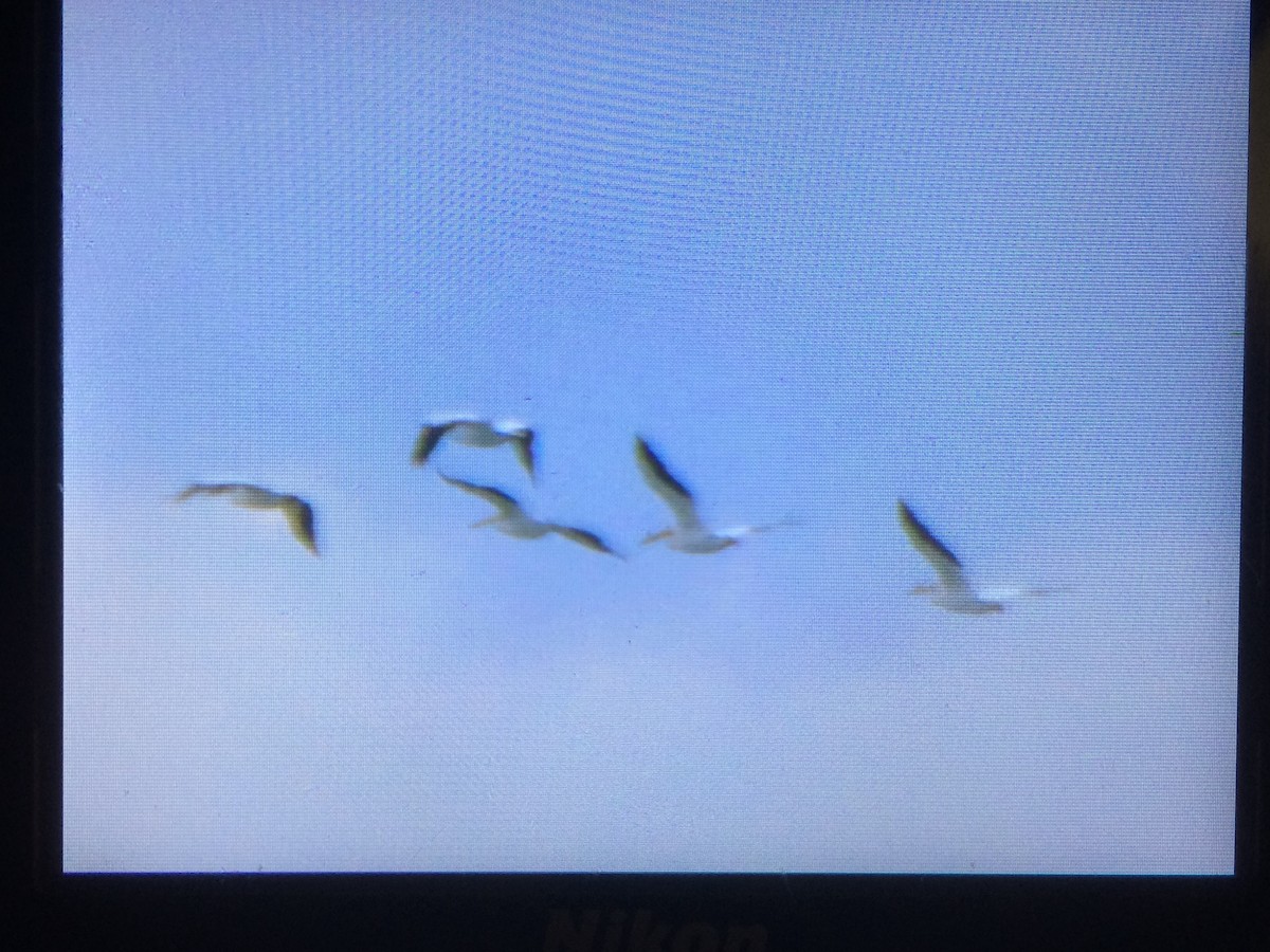 American White Pelican - ML60444921