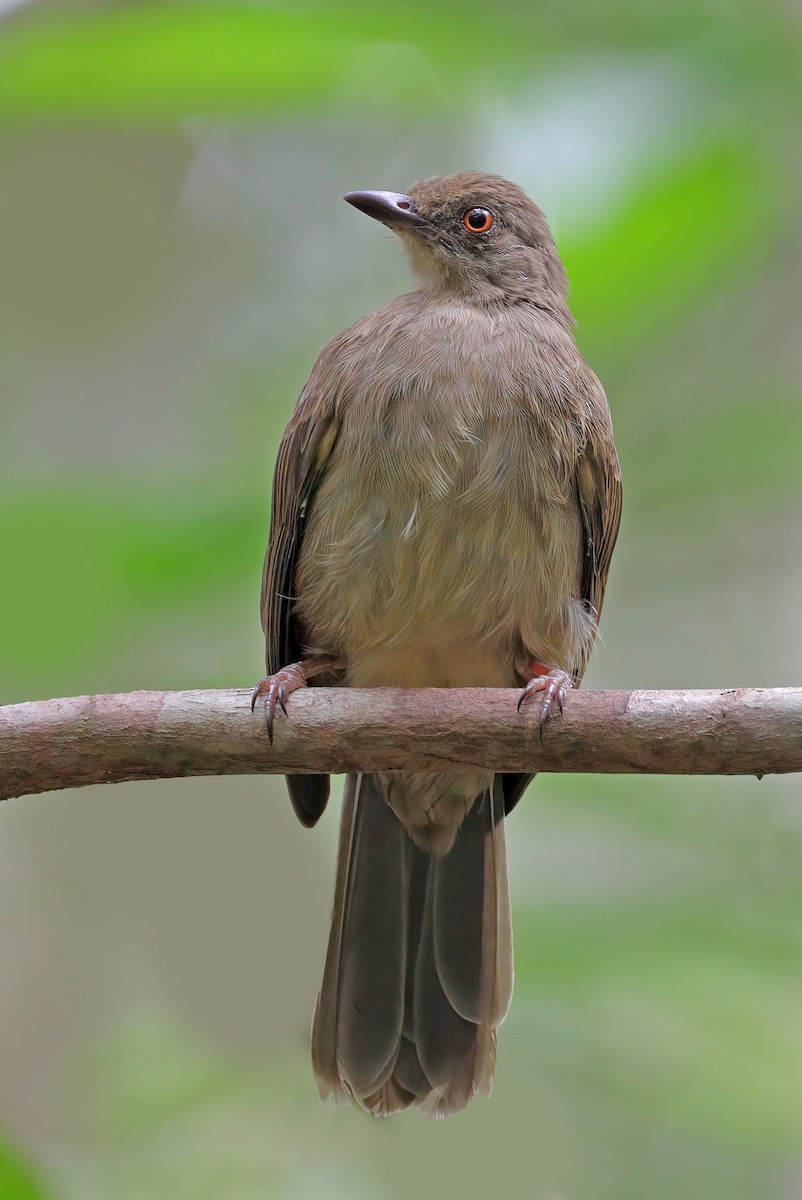 Red-eyed Bulbul - ML604449671