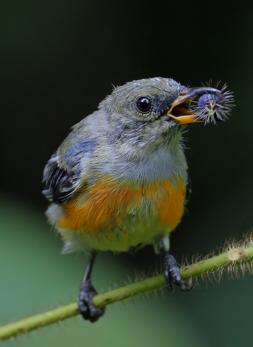 Orange-bellied Flowerpecker - ML604449741