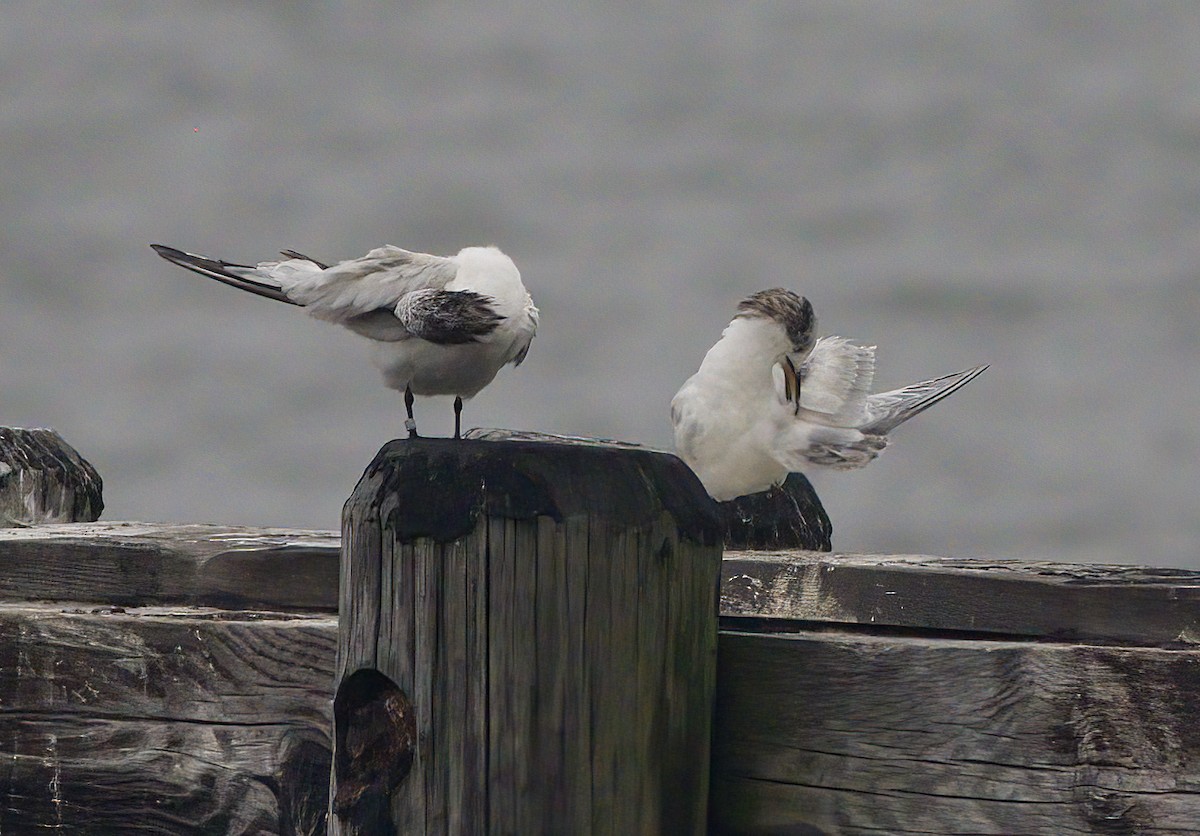 Sandwich Tern - John Gluth