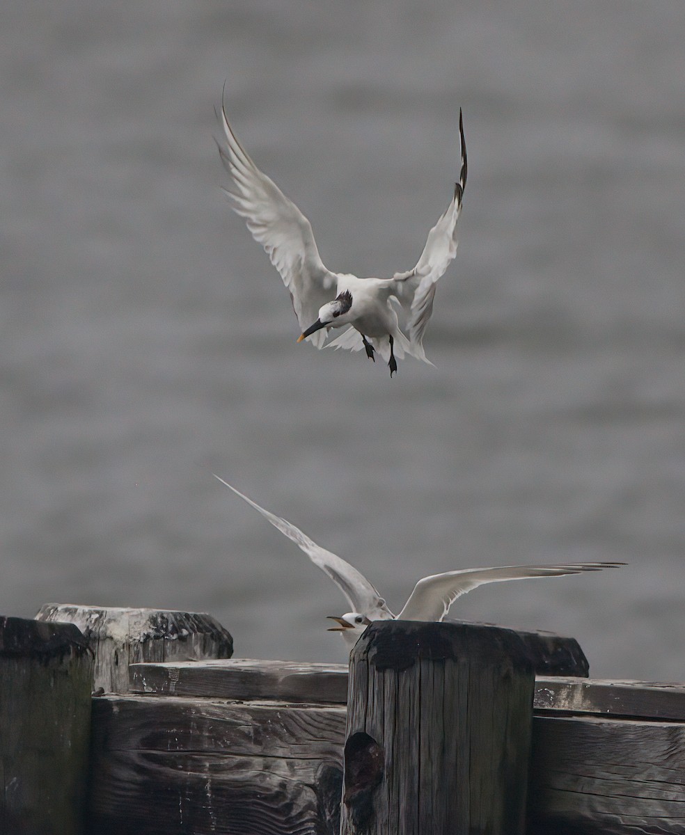 Sandwich Tern - John Gluth