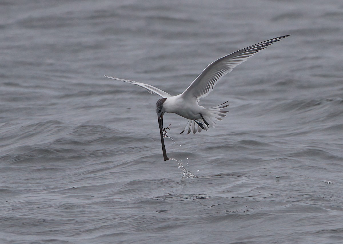 Sandwich Tern - John Gluth