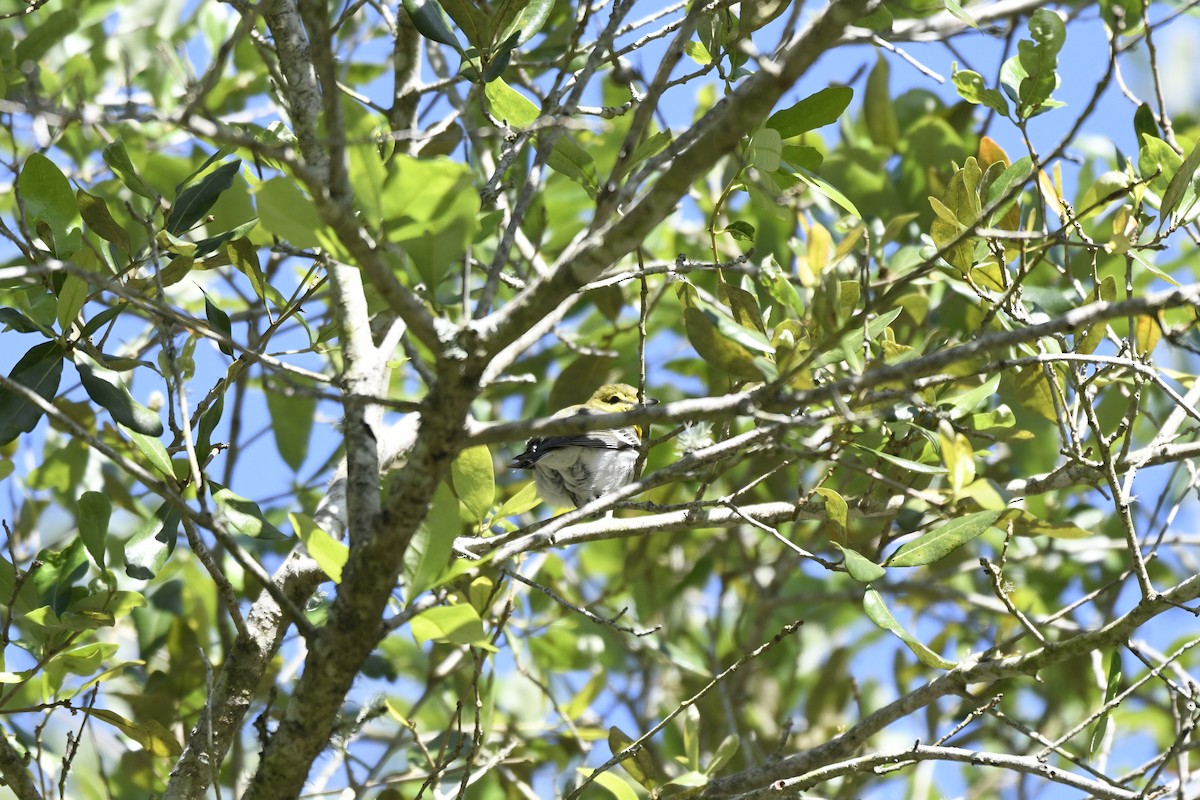 Yellow-throated Vireo - ML604451331