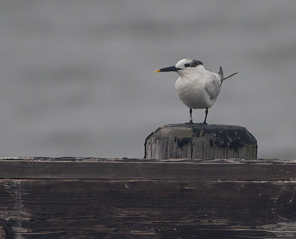 Sandwich Tern - John Gluth