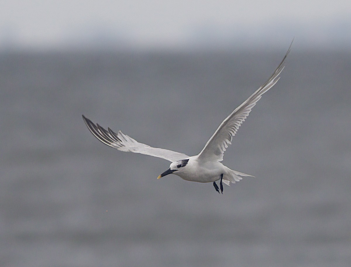 Sandwich Tern - John Gluth