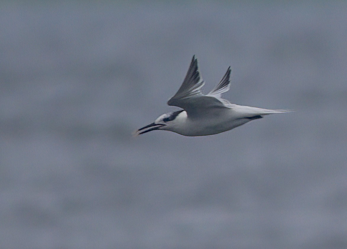 Sandwich Tern - John Gluth