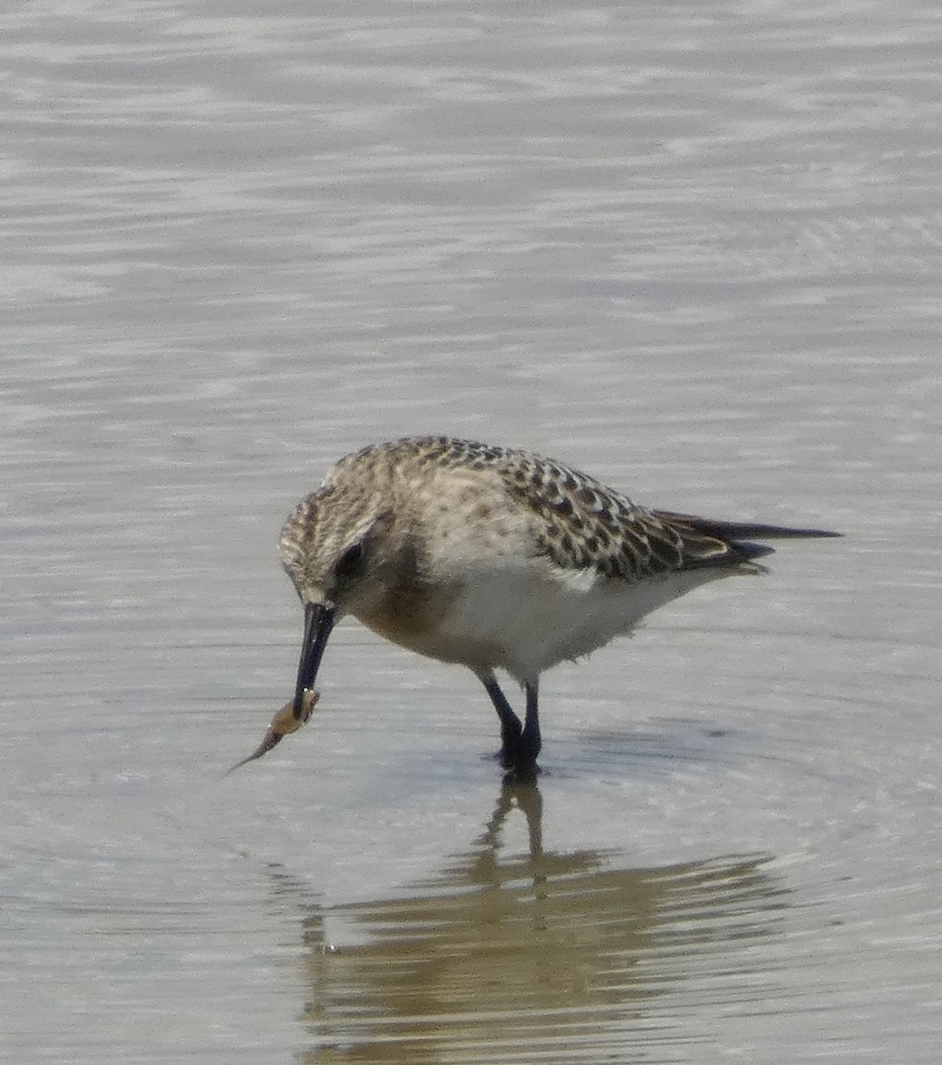 Baird's Sandpiper - ML604452571