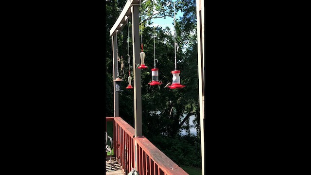 Ruby-throated Hummingbird - ML604454801