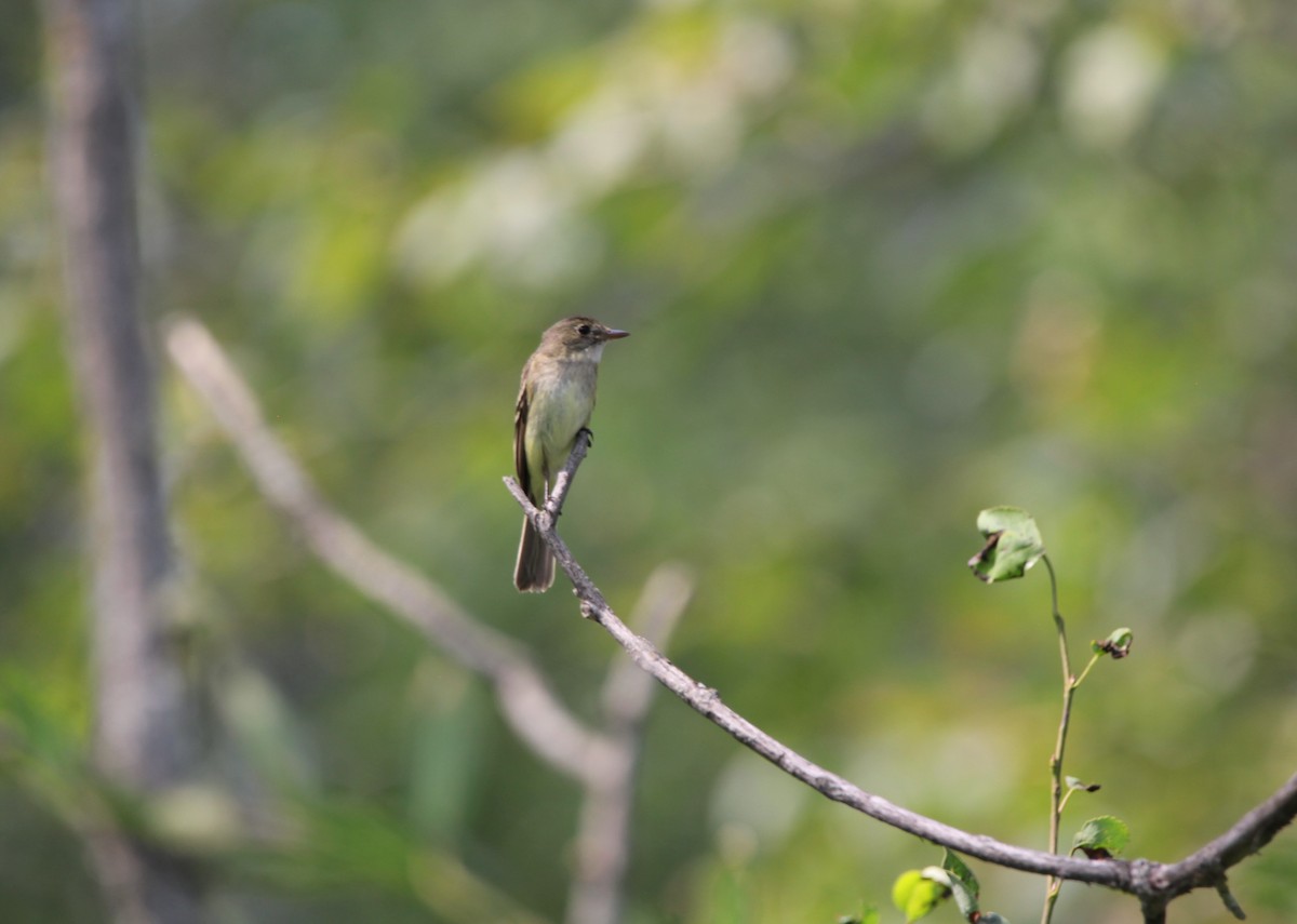 Alder Flycatcher - ML604455081