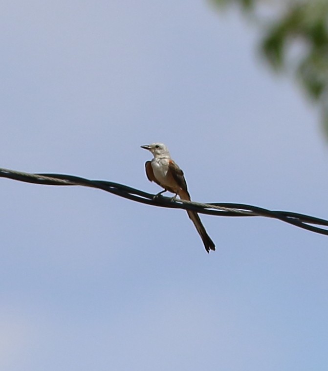 Scissor-tailed Flycatcher - Patricia Isaacson