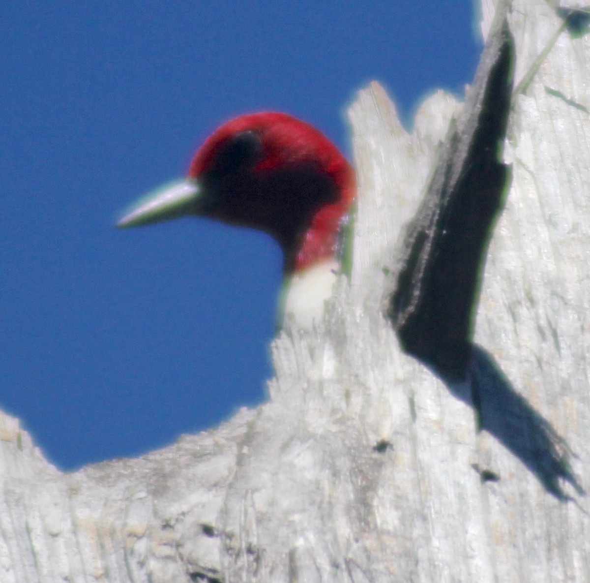 Red-headed Woodpecker - ML604456981