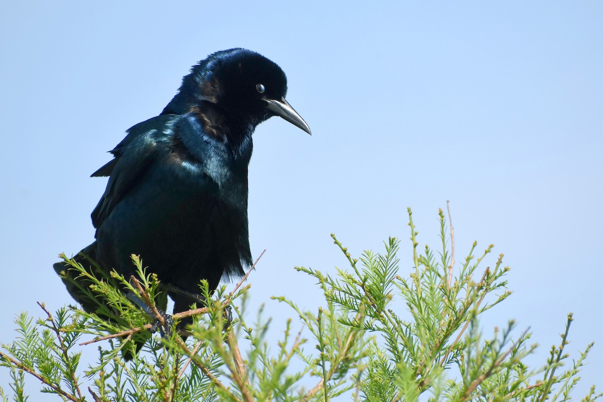 Boat-tailed Grackle - ML604457281