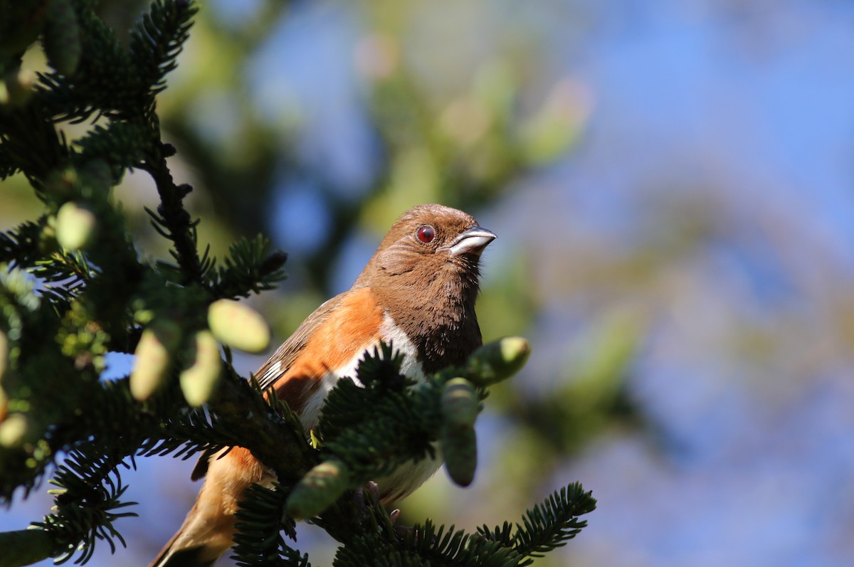 Eastern Towhee - ML60445811