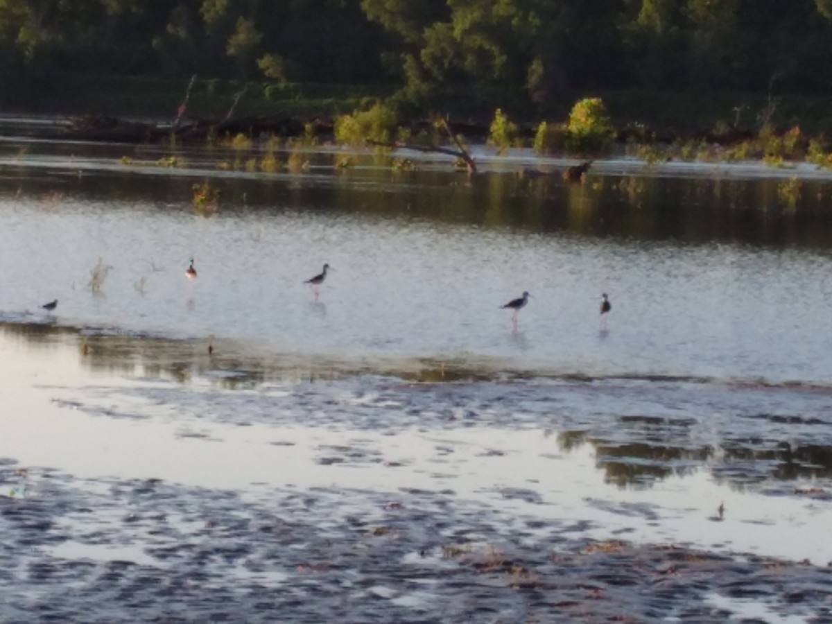 Black-necked Stilt - ML604459721