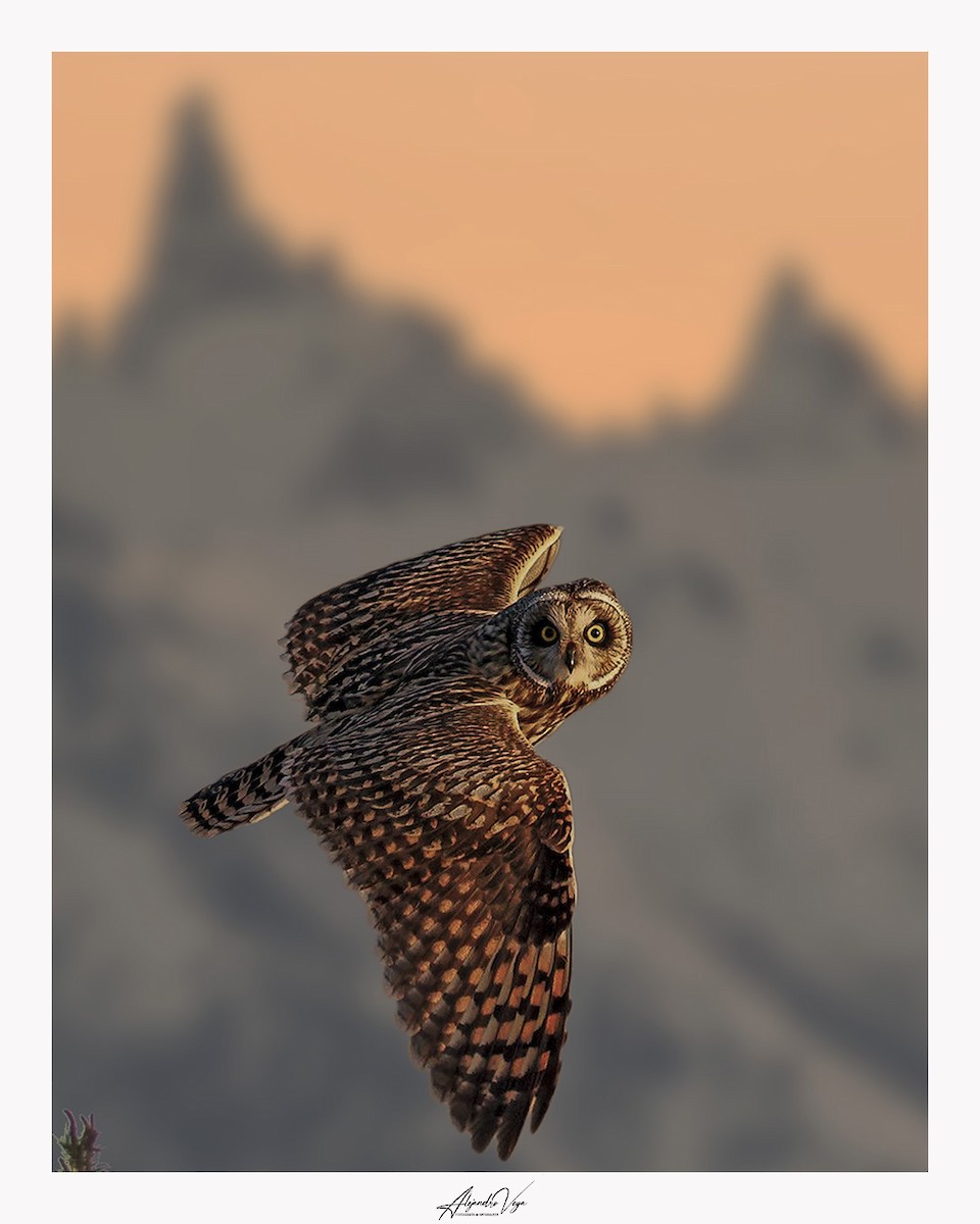 Short-eared Owl - ML604459741