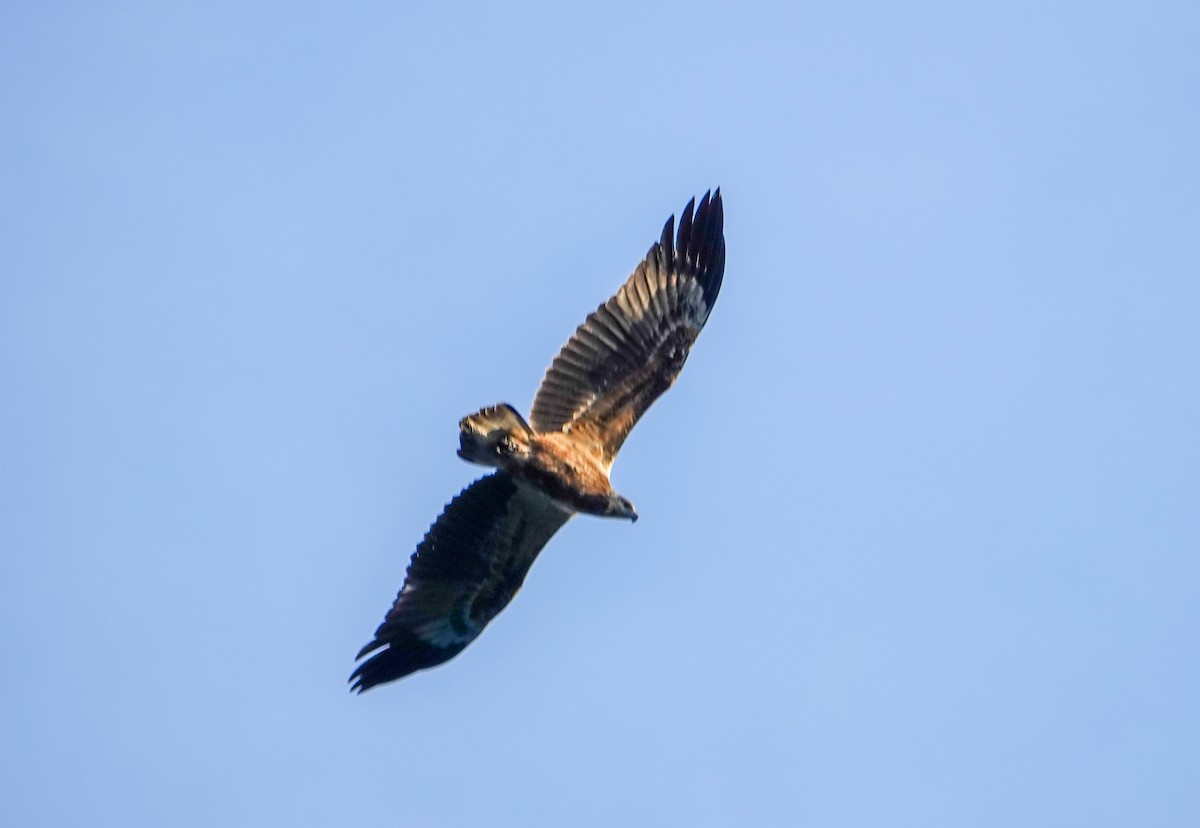 White-bellied Sea-Eagle - ML604459831