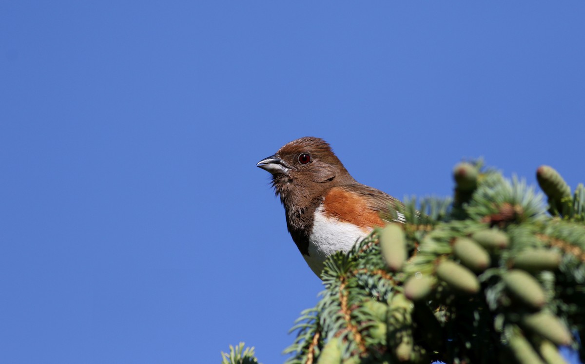 Eastern Towhee - ML60446011