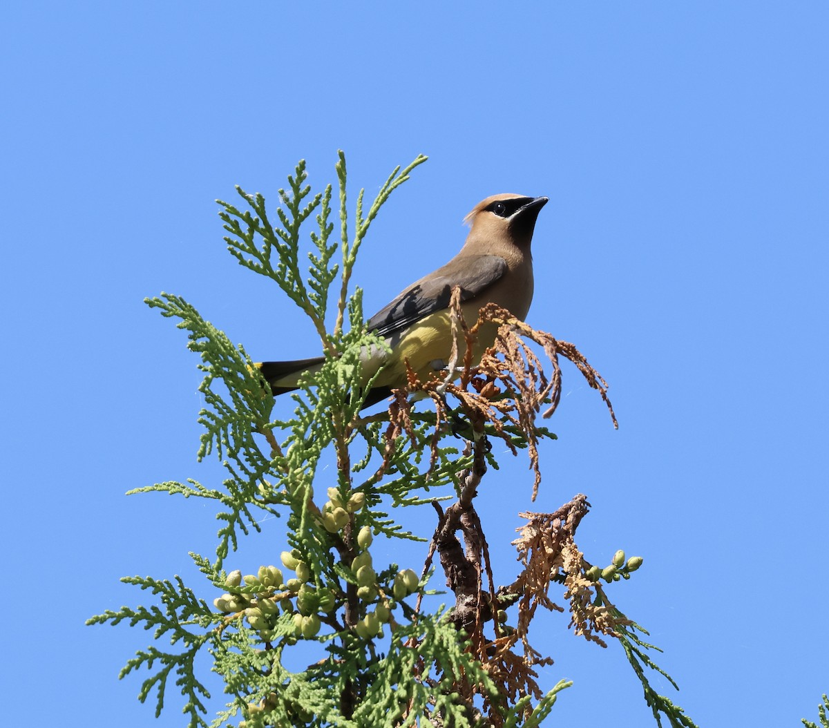 Cedar Waxwing - Bernard Tessier