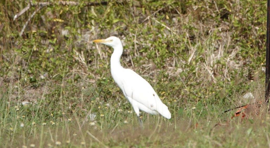 Eastern Cattle Egret - ML604460851