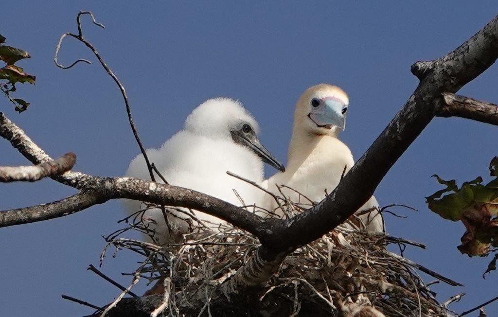 Red-footed Booby - ML604460931