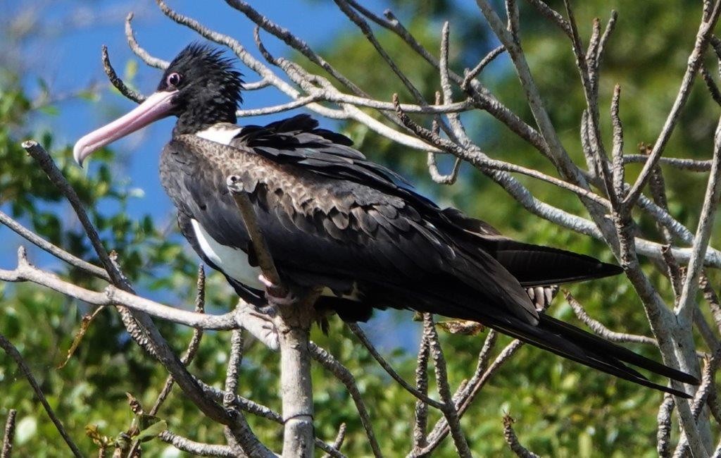 Christmas Island Frigatebird - ML604461051