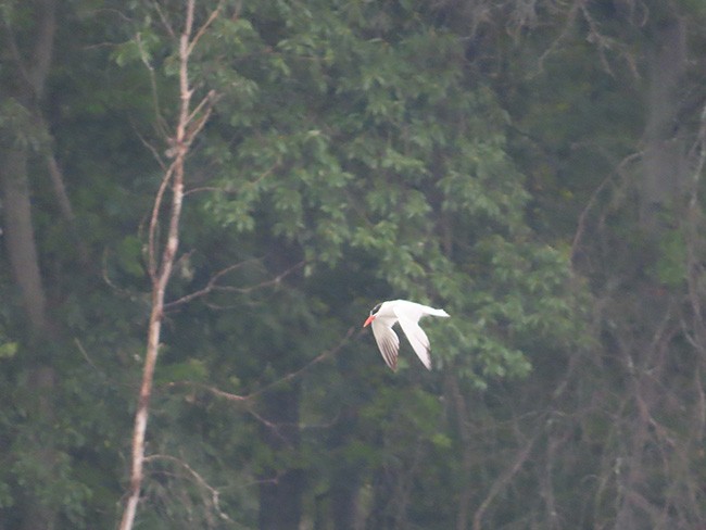 Caspian Tern - Nancy Anderson