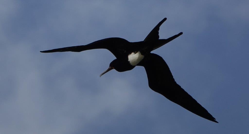 Christmas Island Frigatebird - ML604461211