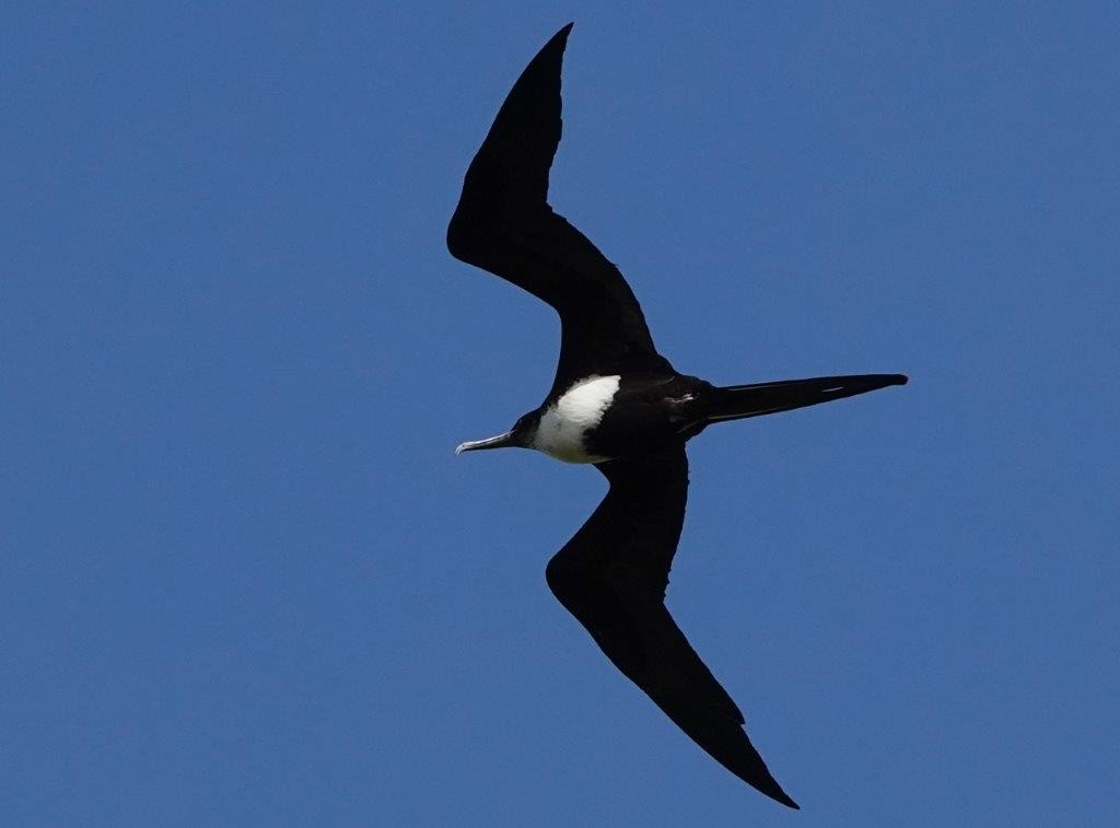 Great Frigatebird - ML604461261