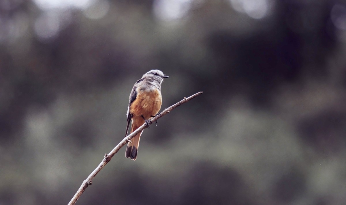 Red-rumped Bush-Tyrant - Timo Mitzen