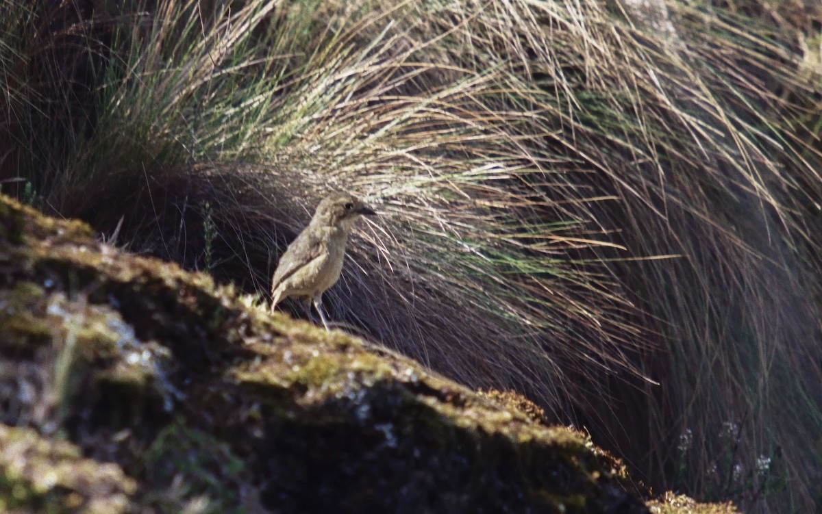 Tawny Antpitta - ML604461431