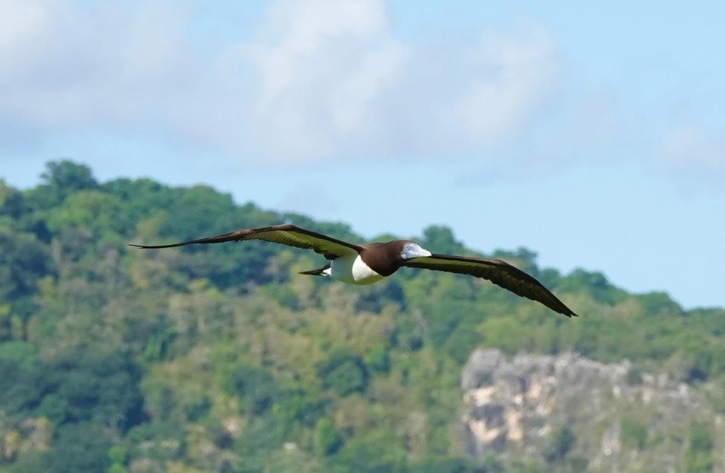 Brown Booby - ML604461821