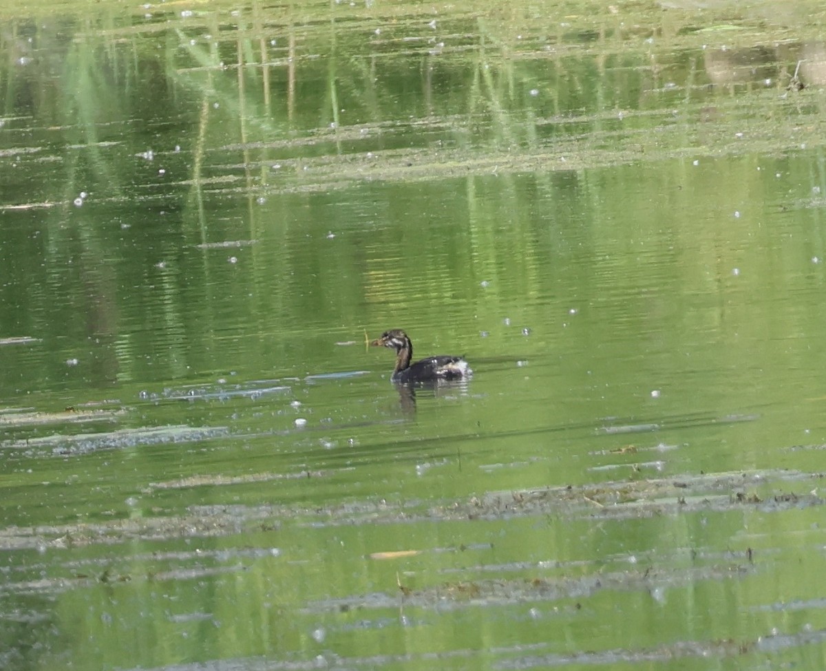 Pied-billed Grebe - Bernard Tessier