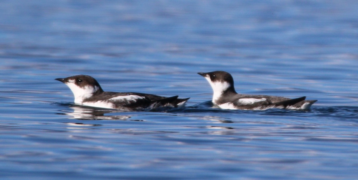 Marbled Murrelet - ML604464441