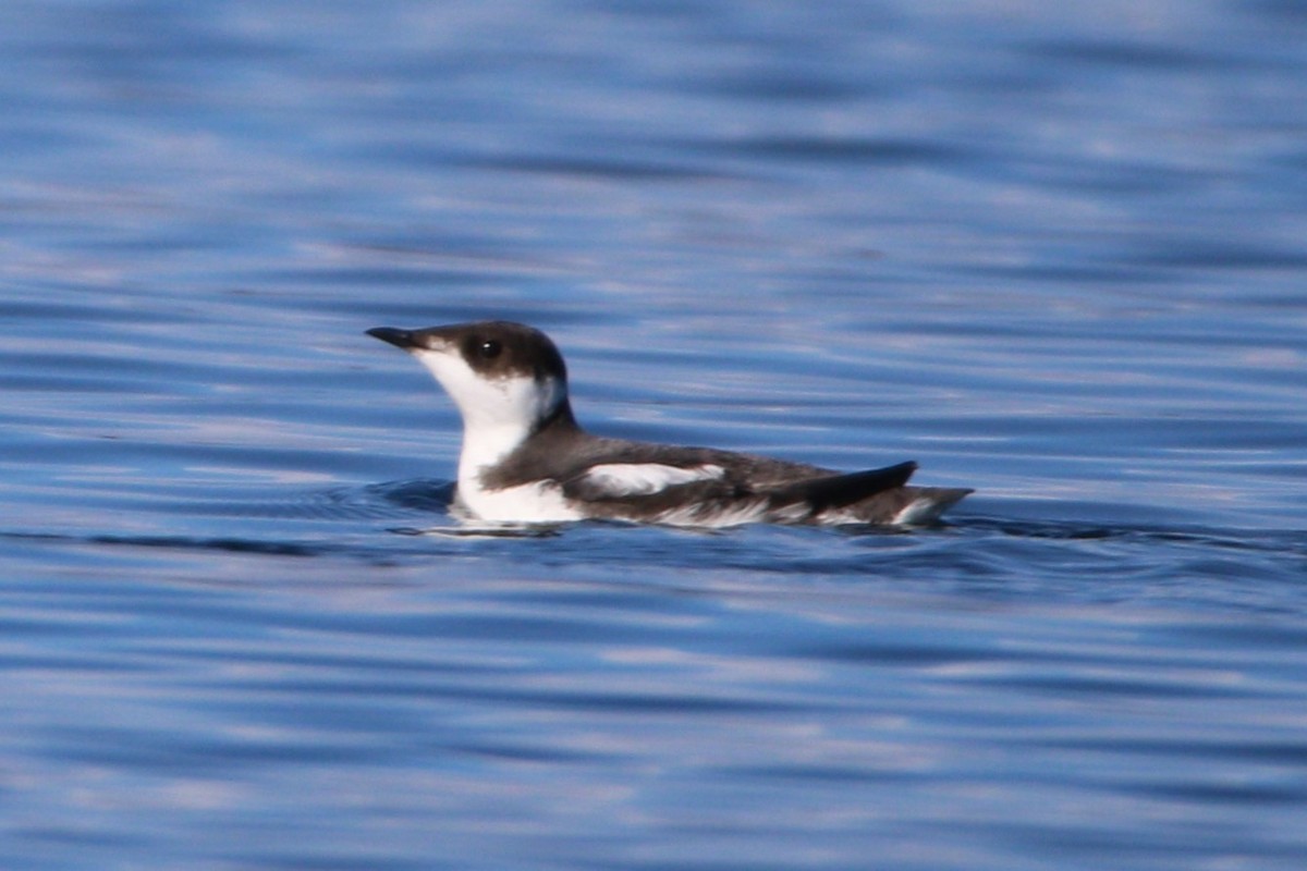 Marbled Murrelet - ML604464461