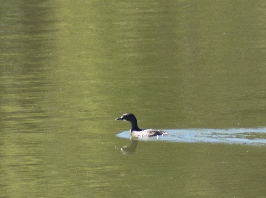 Least Grebe - Axel  Vásquez Méndez