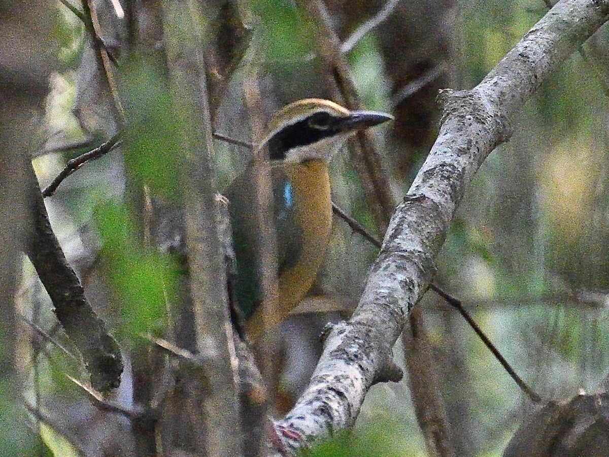 Indian Pitta - ML604466141