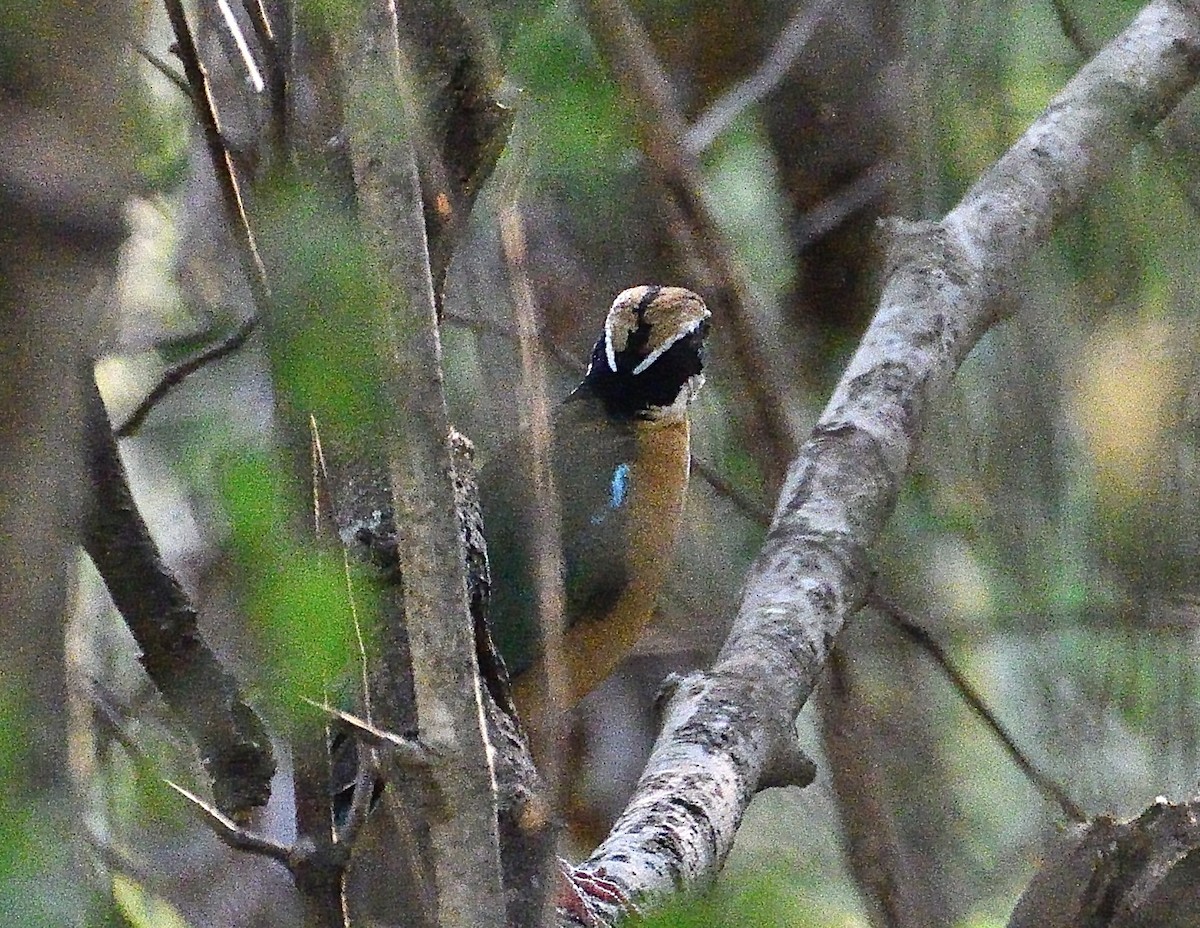 Indian Pitta - ML604466151